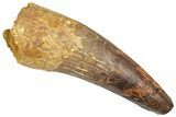 Bargain, Real Fossil Spinosaurus Tooth - Composite Tooth #351636-1